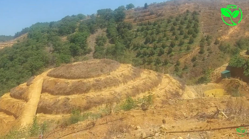 béc tưới sầu  riêng tại đăk nông